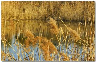 金色池塘,探寻自然之美与心灵宁静的秘境之旅